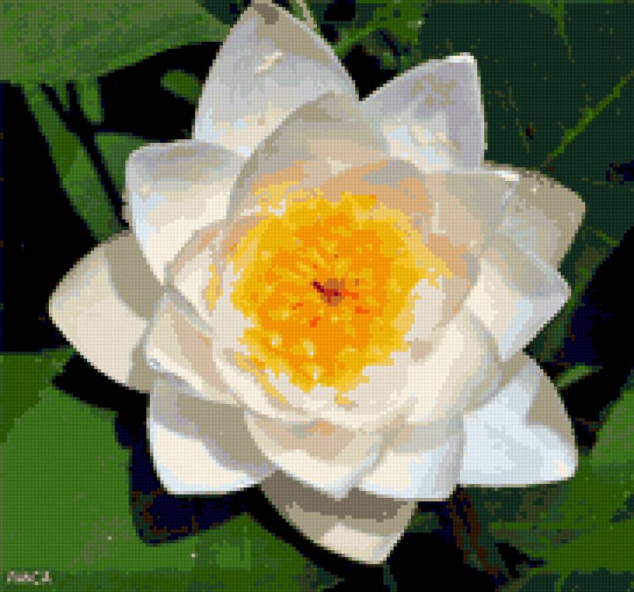 Улыбка реки - лилия, река, цветы - предпросмотр