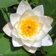 Схема вышивки «Улыбка реки»