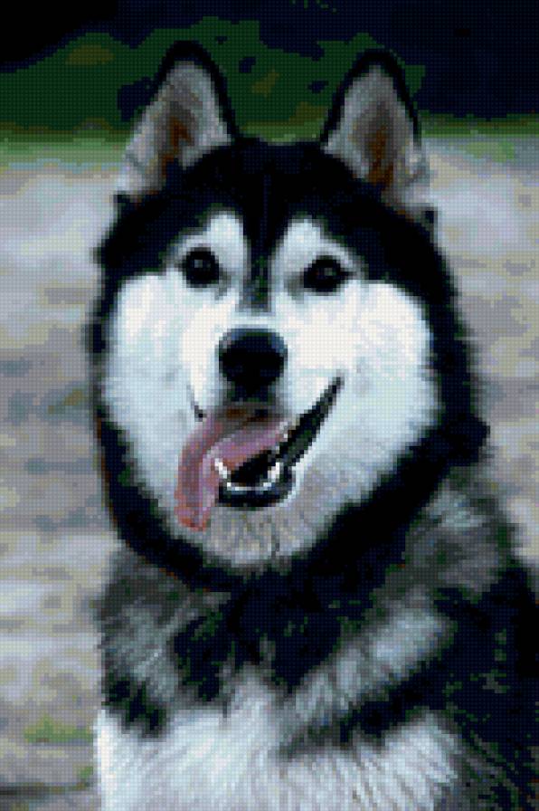 Хаски - собаки, хаски - предпросмотр