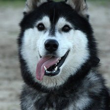 Схема вышивки «Хаски»