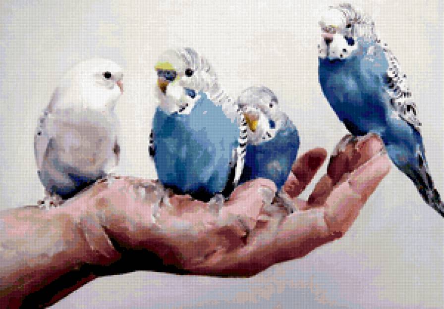 Попугаи - попугай, рука - предпросмотр