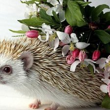 Схема вышивки «еж в цветах»