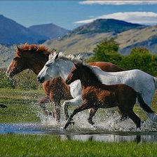 Схема вышивки «Лошади»