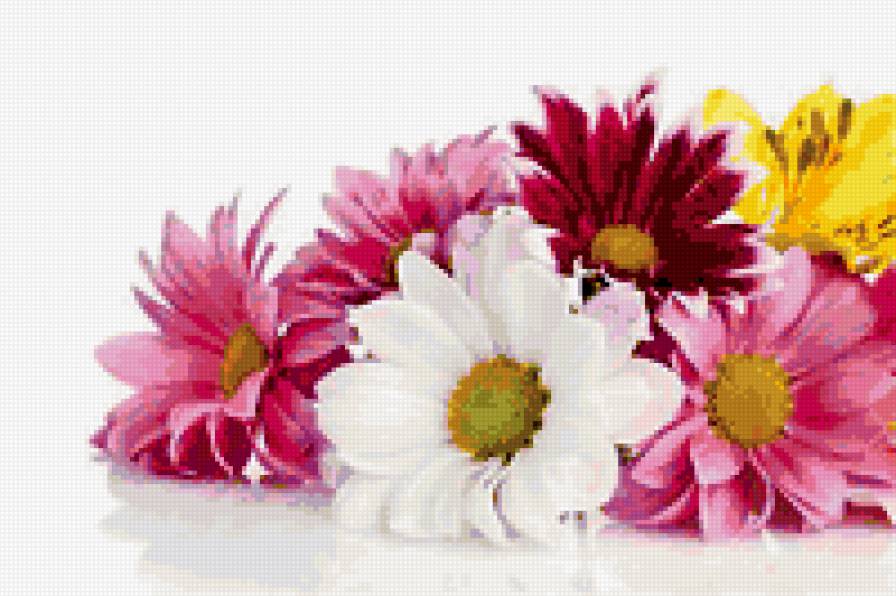 герберы - герберы, цветы - предпросмотр