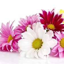 Схема вышивки «герберы»