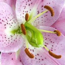 Схема вышивки «из цикла Лилии»