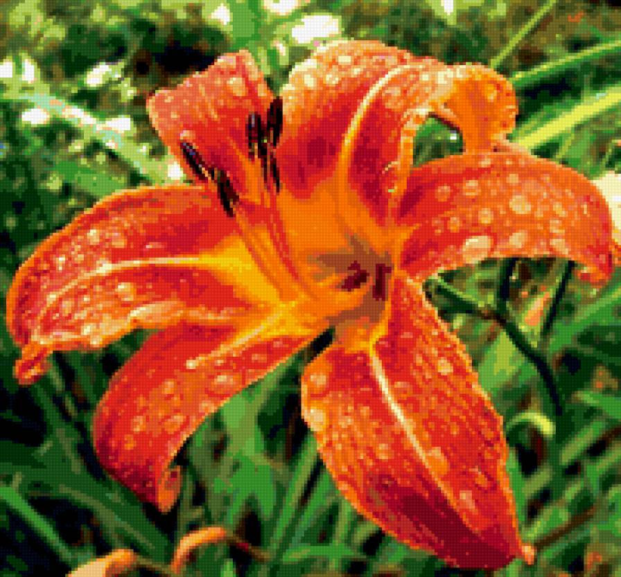 лилия - лилия, цветок, макро, лето, лепестки - предпросмотр