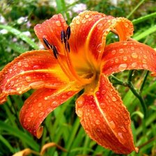 Схема вышивки «лилия»