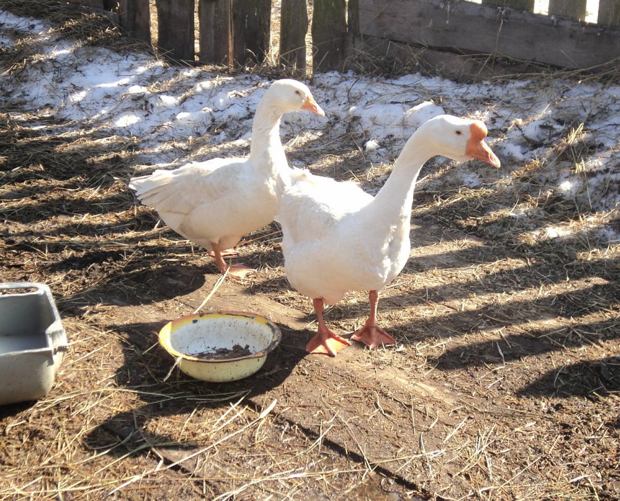 гуси - гуси, домашние животные - оригинал