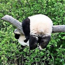 Схема вышивки «панда»