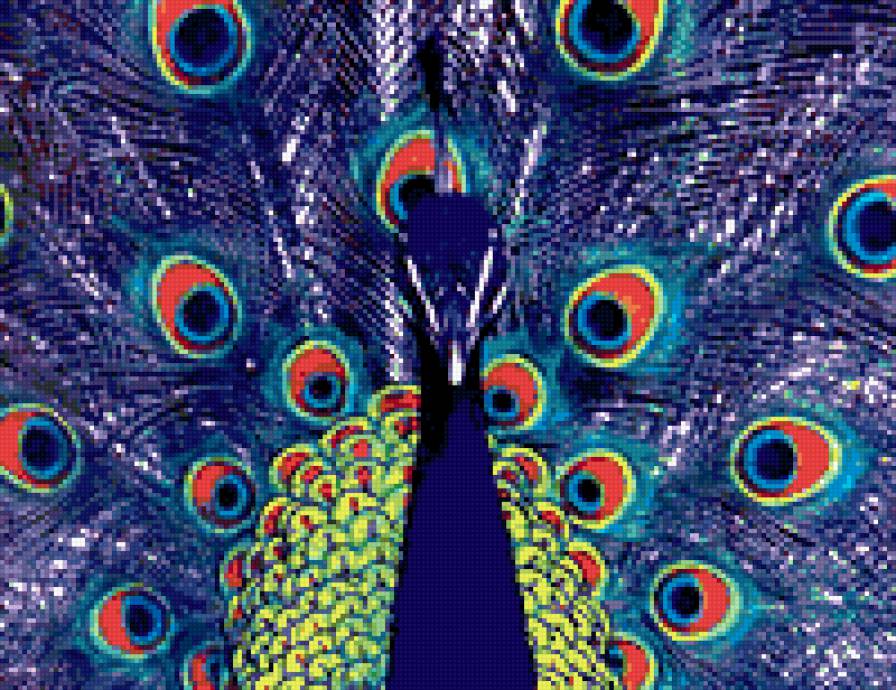 павлины - павлины - предпросмотр