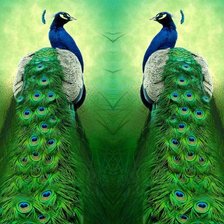 Схема вышивки «павлины»