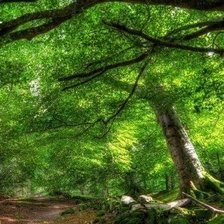 Схема вышивки «Лес»