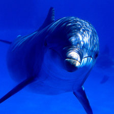 Схема вышивки «дельфин»