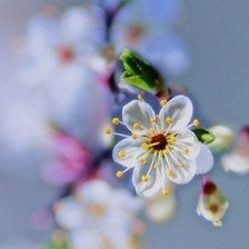 Схема вышивки «яблоня»