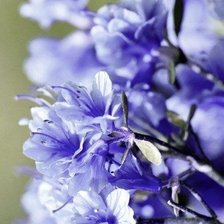 Схема вышивки «Цветы»