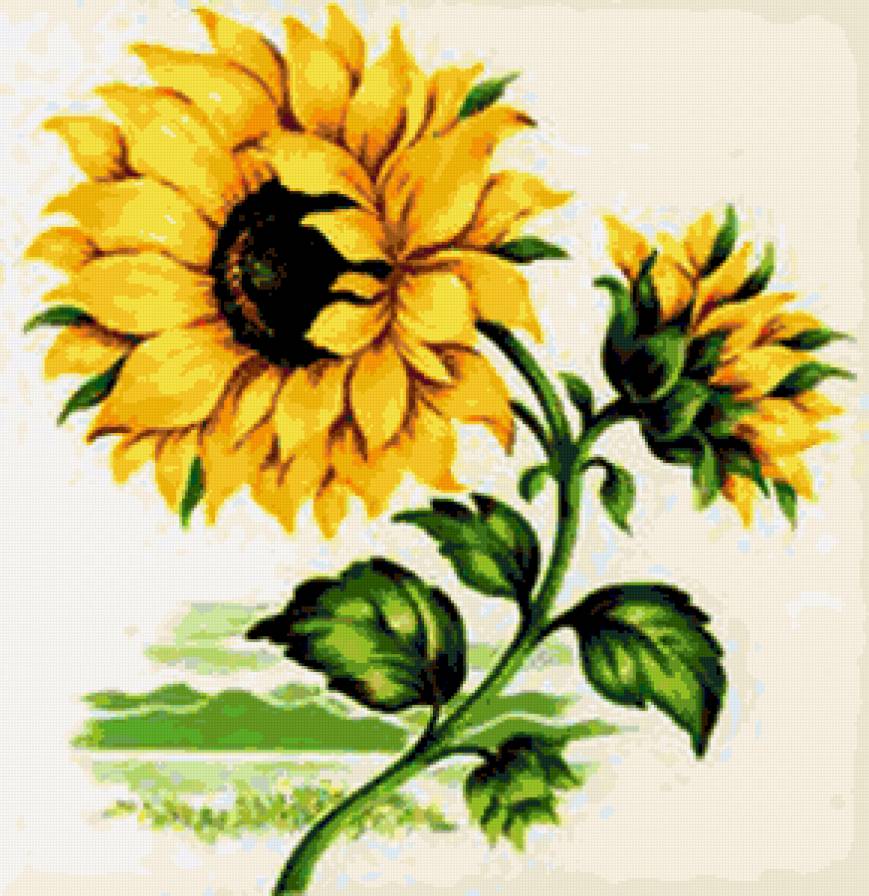 Подсолнухи - флора, подсолнух, цветы, подсолнухи, природа, цветок - предпросмотр