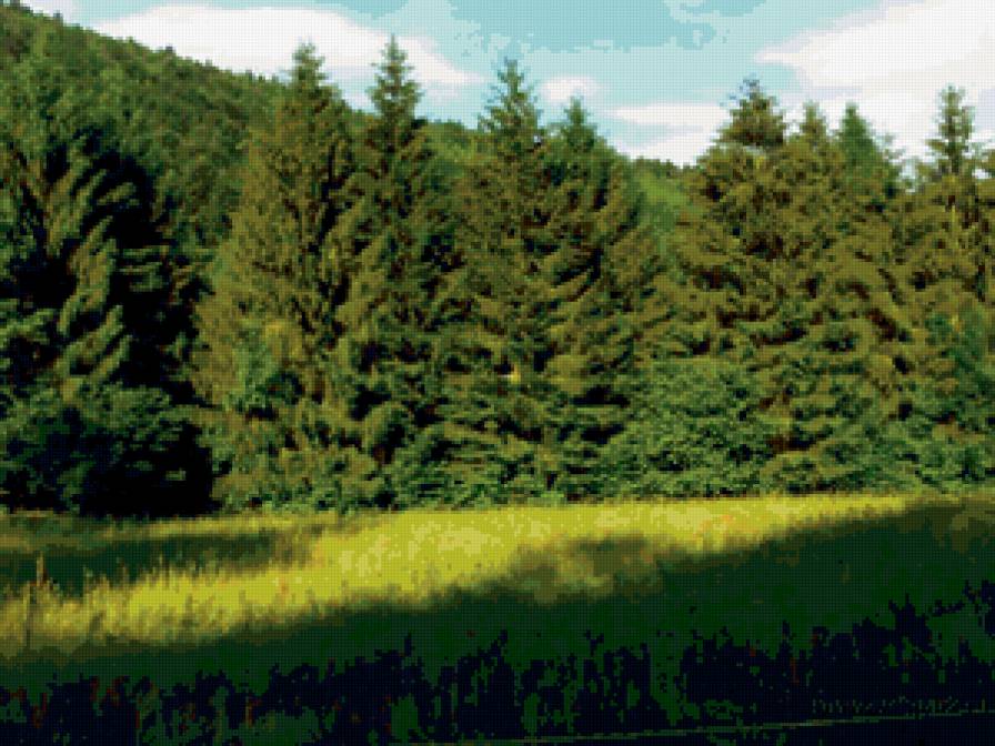 Лесная опушка - сосны, солнце, лес, лето, ели - предпросмотр