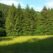 Схема вышивки «Лесная опушка»