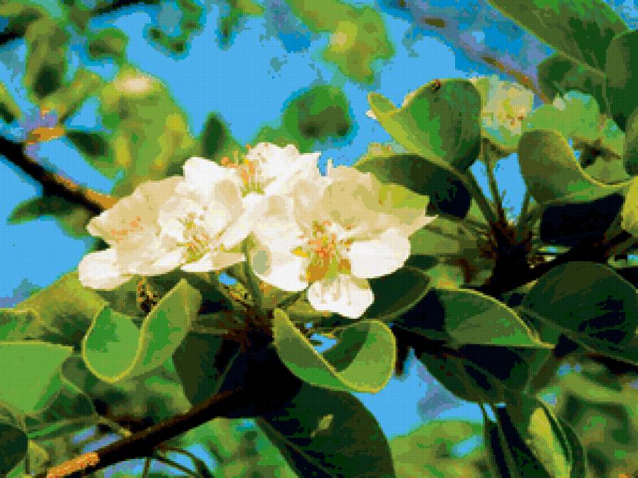 Яблоневый цвет - цветы, белый, крупный план, яблоня - предпросмотр