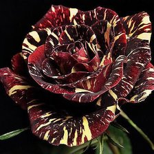 Схема вышивки «роза»