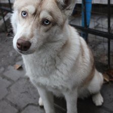 Схема вышивки «Ханна»