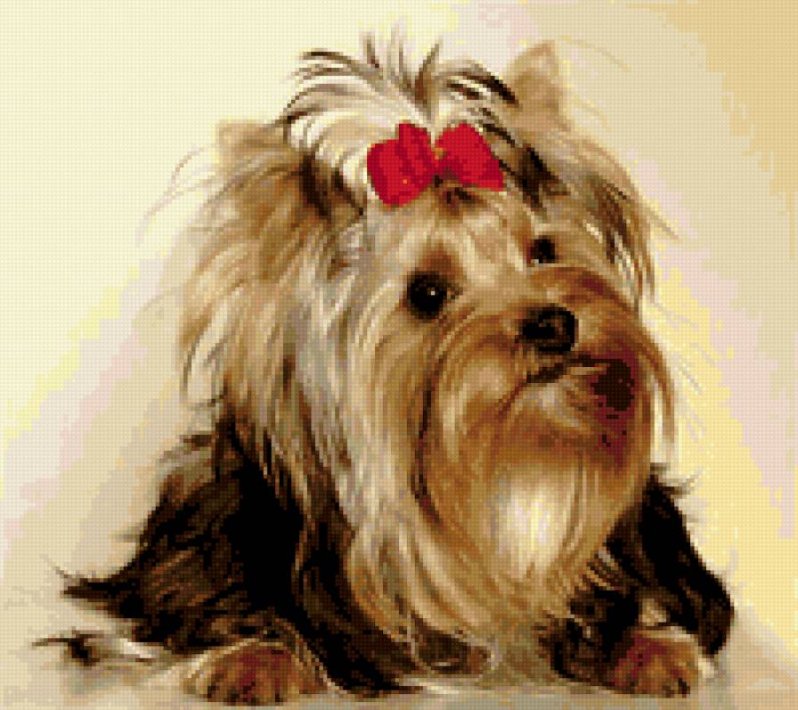 Йоркширский терьер - собаки - предпросмотр