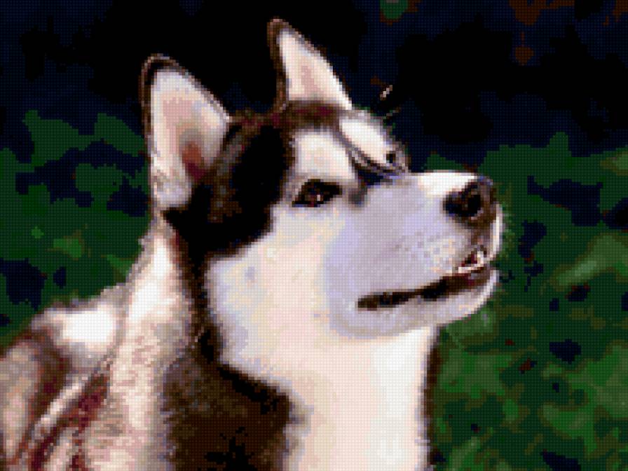 Лая - собаки - предпросмотр