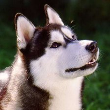 Схема вышивки «Лая»