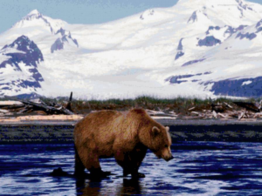 Медведь - горы, пейзаж, животные, медведь, медведи - предпросмотр