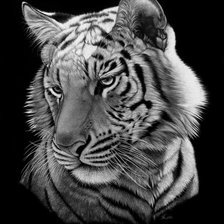 Схема вышивки «Тигр 2»