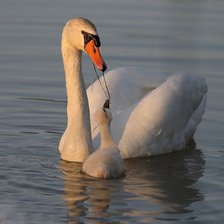 Схема вышивки «Лебеди»