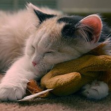 Схема вышивки «киска»