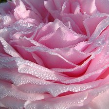 Схема вышивки «роза»