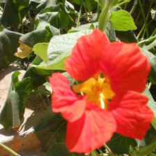 Схема вышивки «цветок»