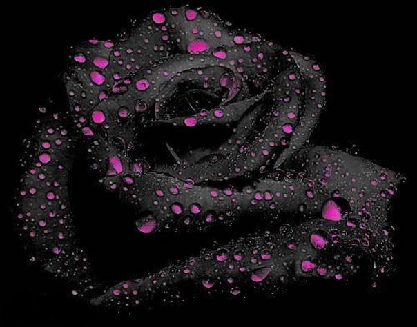 черная роза - оригинал