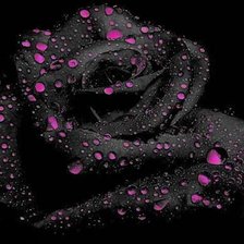 черная роза