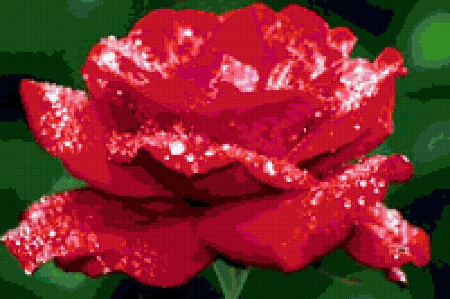 роза - предпросмотр