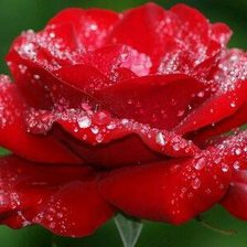 Схема вышивки «роза»