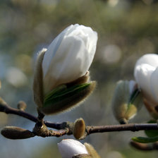 Схема вышивки «Пробуждение весны»