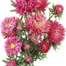 Схема вышивки «астры»