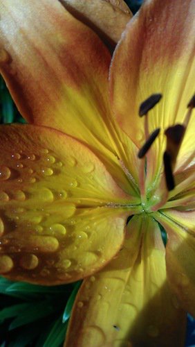 лилия - лепестки, макро, цветок, капли, лилия - оригинал