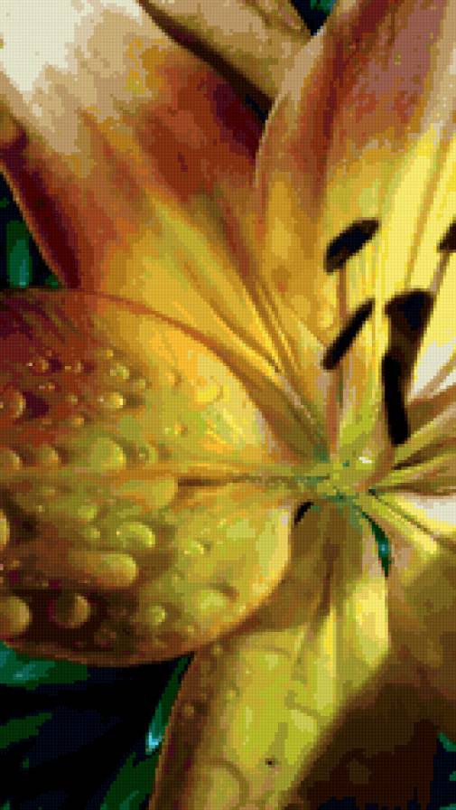 лилия - цветок, лилия, капли, макро, лепестки - предпросмотр