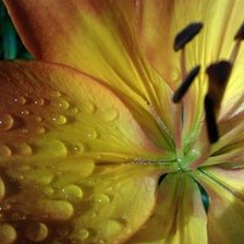 Схема вышивки «лилия»