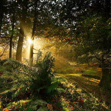 Схема вышивки «закат в лесу»