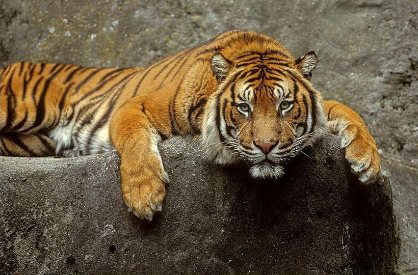 тигр - кошки, тигр - оригинал