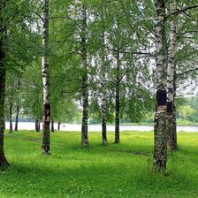 Схема вышивки «роща»