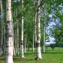 Схема вышивки «роща 3»