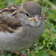 Схема вышивки «Воробей»