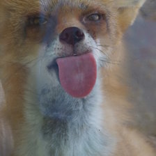 Схема вышивки «Лиса»